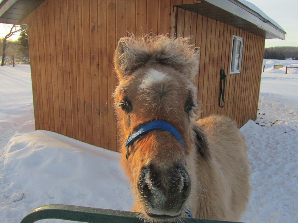 Abbey Gardens Try To Raise Awareness For Rare Breeds