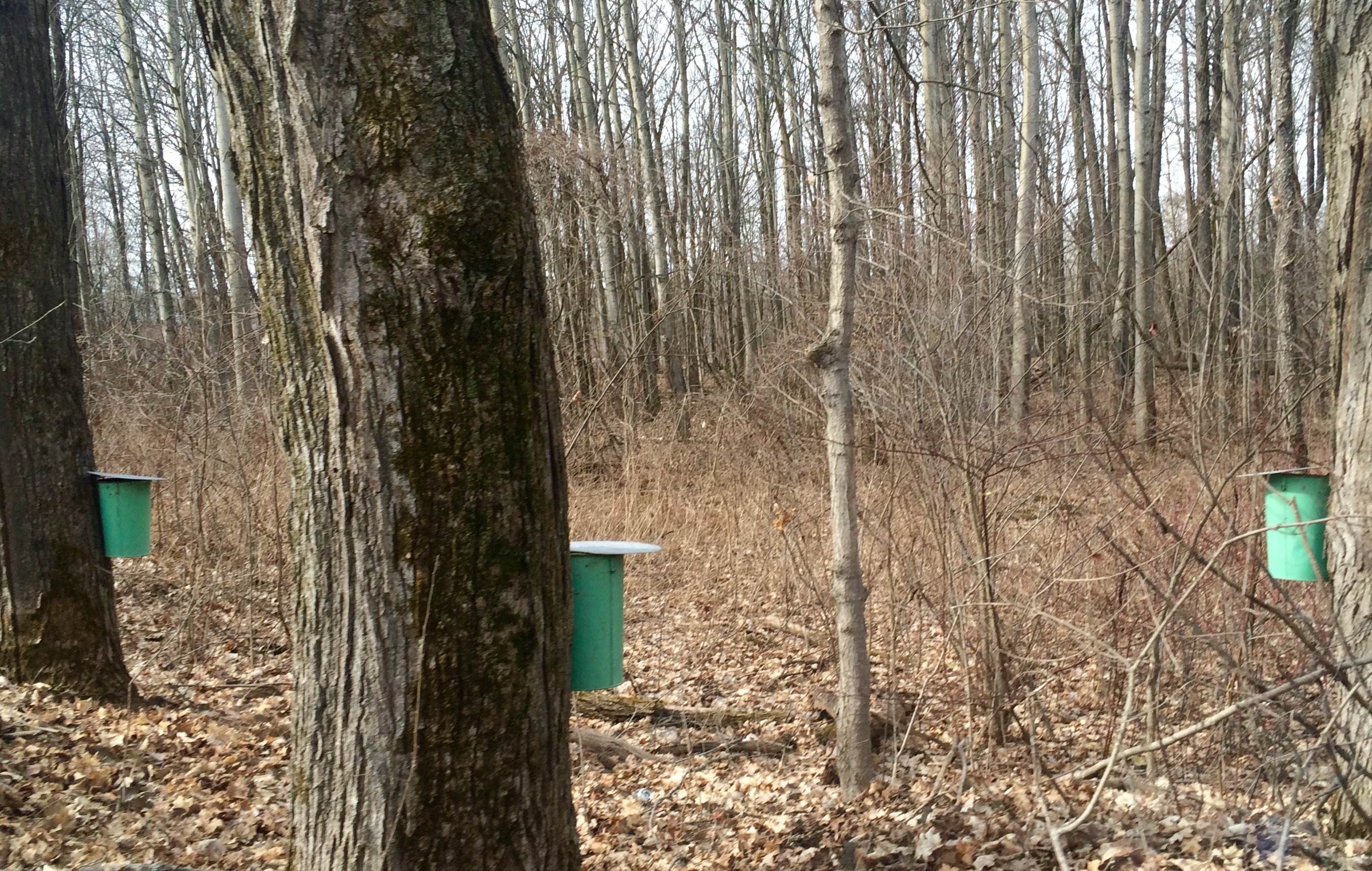 Haliburton County Is Tapping Into Spring