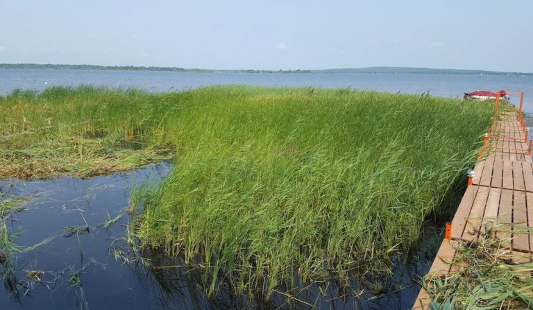 Ducks Unlimited tackling Phragmites in Haliburton County