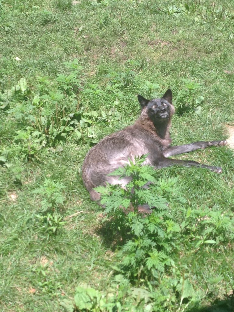 Wolf Centre’s Hours Changing