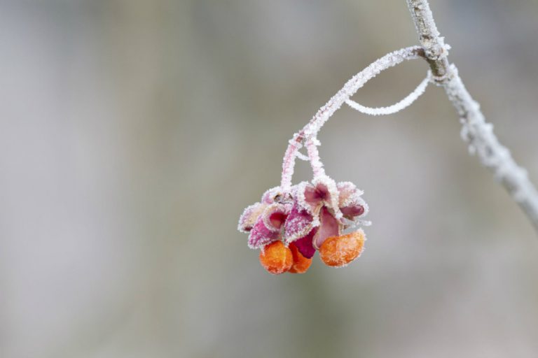 Frost Advisory in Place for Haliburton