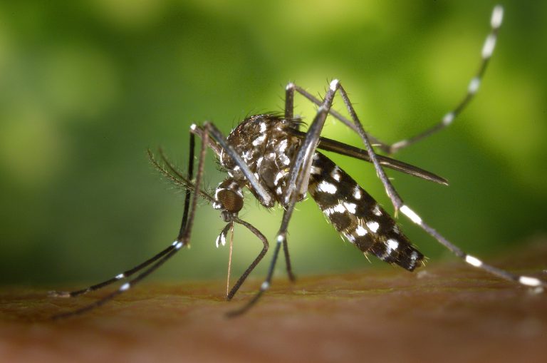 Health officials send out warning after West Nile infection is confirmed near Muskoka
