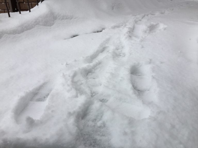 Winter Storm Warning comes to an end in Haliburton County