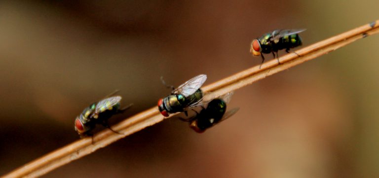 Cottage Life offering tips for fly-free food