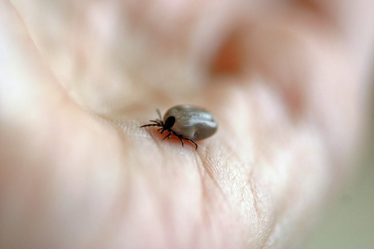 HKPR District Health Unit offers information about Lyme disease carrying ticks