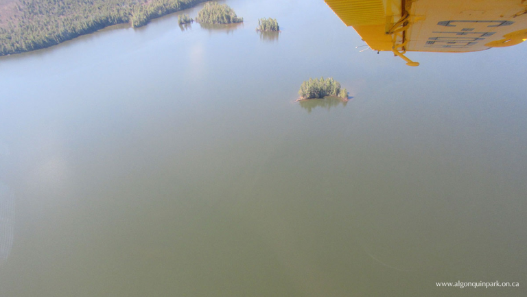 Algae bloom close overnight camping to three sites in Algonquin Park