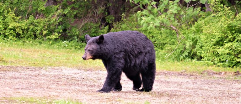 A talented bear is entering cars in Haliburton