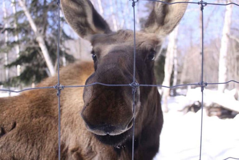 Hershe the Moose passes away at Haliburton Forest
