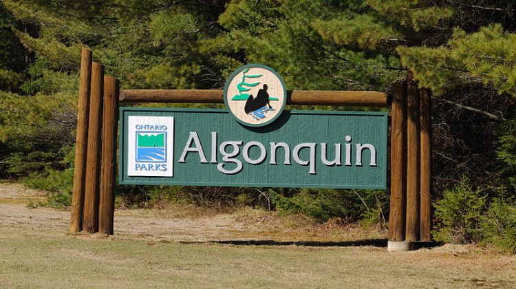 O.P.P. investigating a theft in Algonquin Park