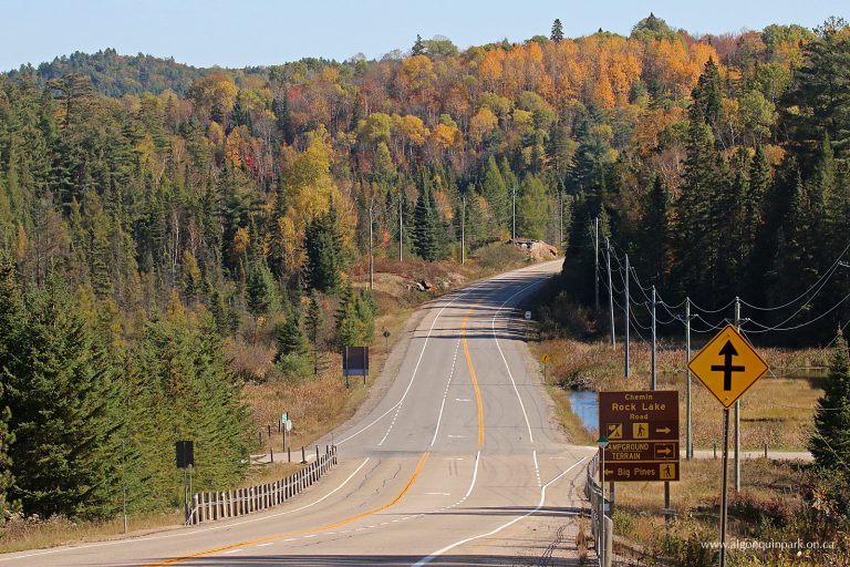 Algonquin Park introduces advance permits, capacity limits for fall leaf viewing
