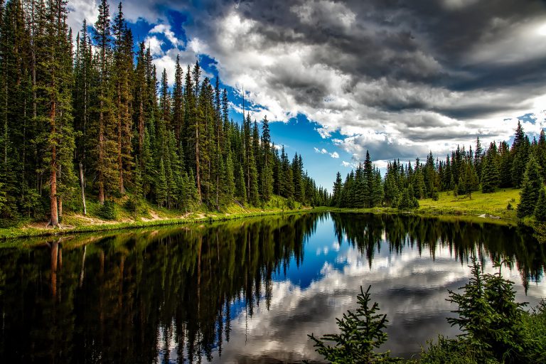 A local conservation authority is offering tips to keep invasive species away