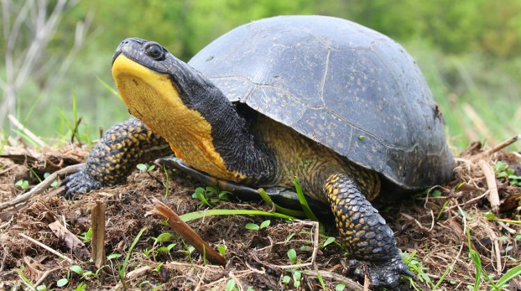 Turtle hatchlings coming out soon