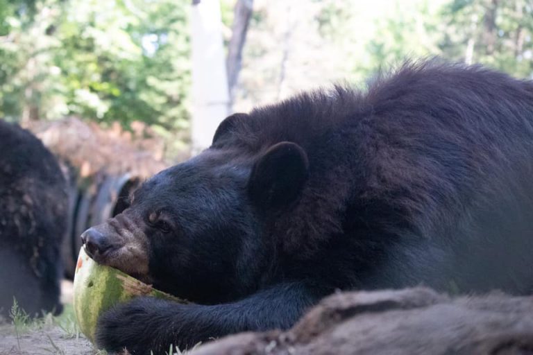 Aspen Valley gets 20 new residents because of roadside zoo closure