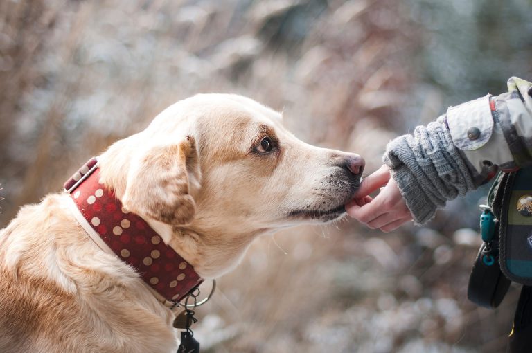 OSPCA promoting animal care heading into the long weekend