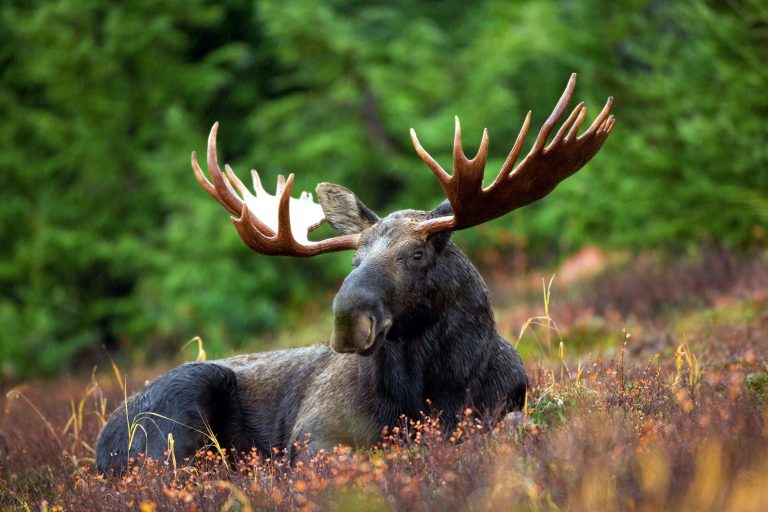 Last chance to apply for moose tags