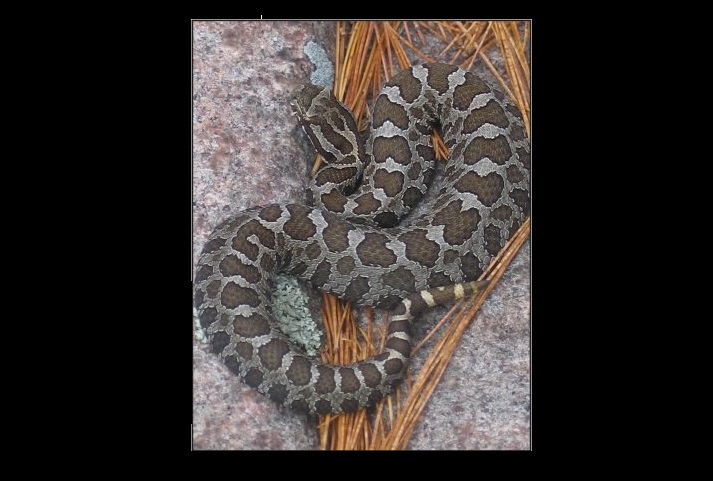 Antivenom available at eight locations across Ontario