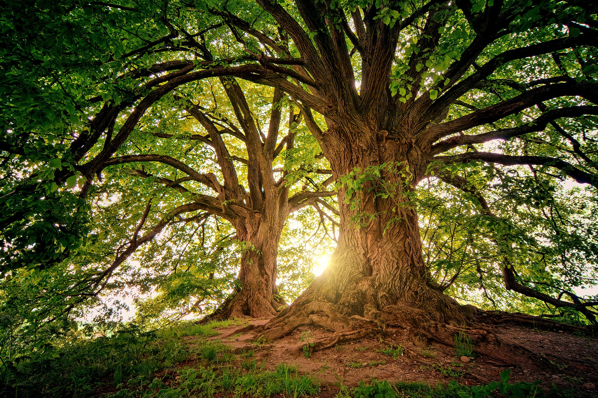 Big tree stock image (supplied by Pixabay). 