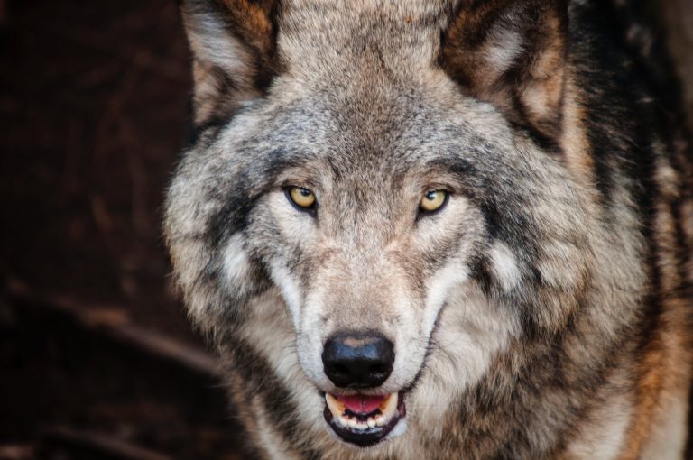 Wolves elude howlers in Algonquin Park