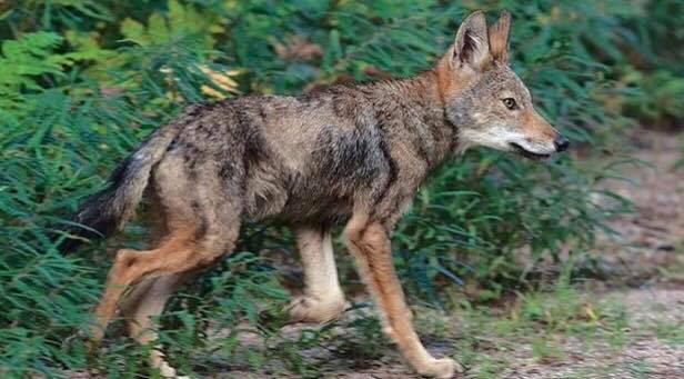 Algonquin hikers have close encounter with wolf family