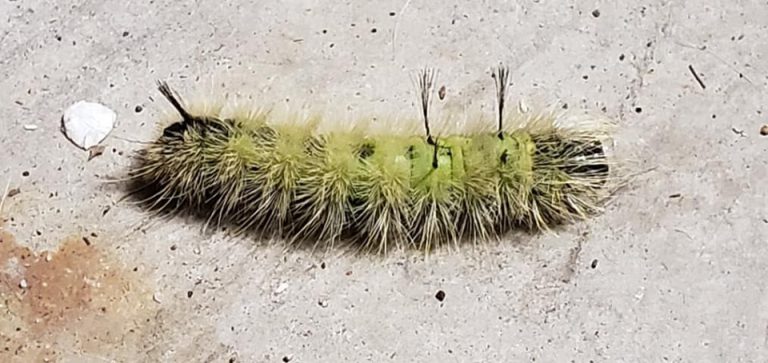 Rash-causing caterpillar identified as American Dagger