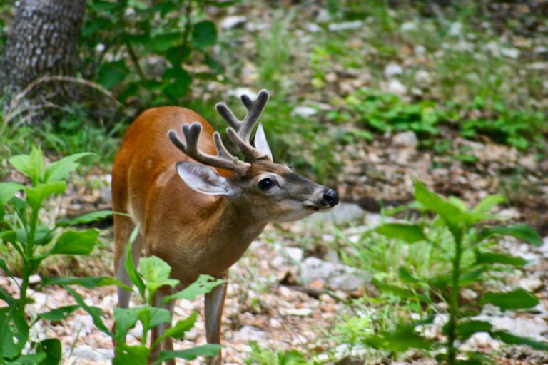 MNRF says to keep your dogs away from deer