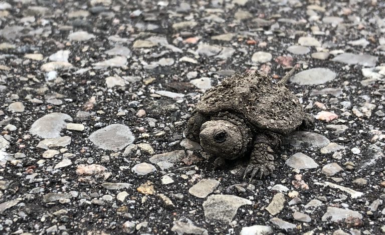 Thousands of rescued turtle hatchlings released across region 