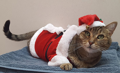 SPCA and Humane Society start holiday adoption campaign