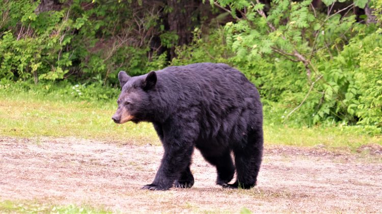 MNRF Reminds Cottage Country To Stay Bear Wise