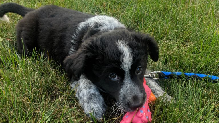 2020 could be the year of patio puppies in Ontario