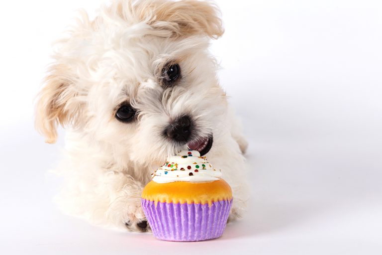 Baking cupcakes for animals