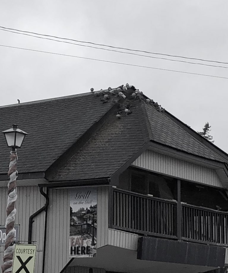 Minden still dealing with pigeons downtown