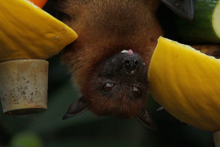 Health Unit Warns Of Rise In Bat Sightings