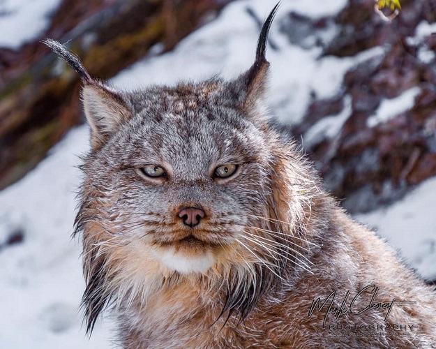 More lynx sightings might indicate a larger population of the cat in Northern Ontario