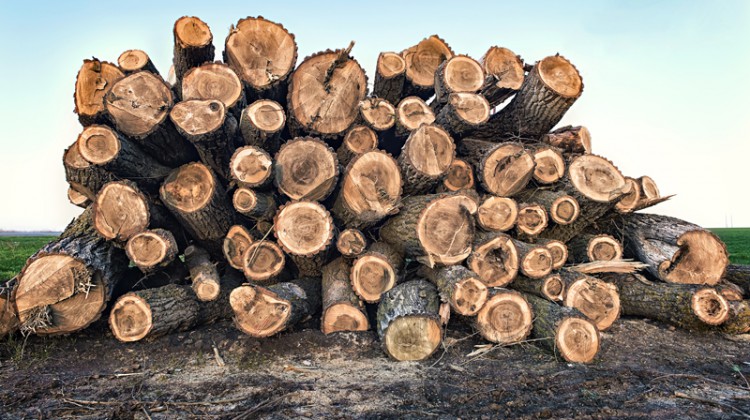 Global lumber shortage will not affect sustainability, according to President of Ontario Forest Industries Association