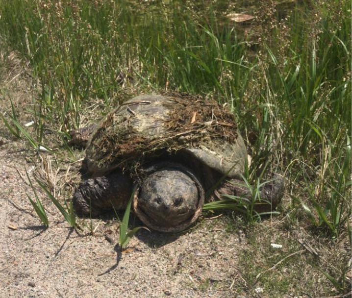 Century old turtle spotted roaming downtown Haliburton