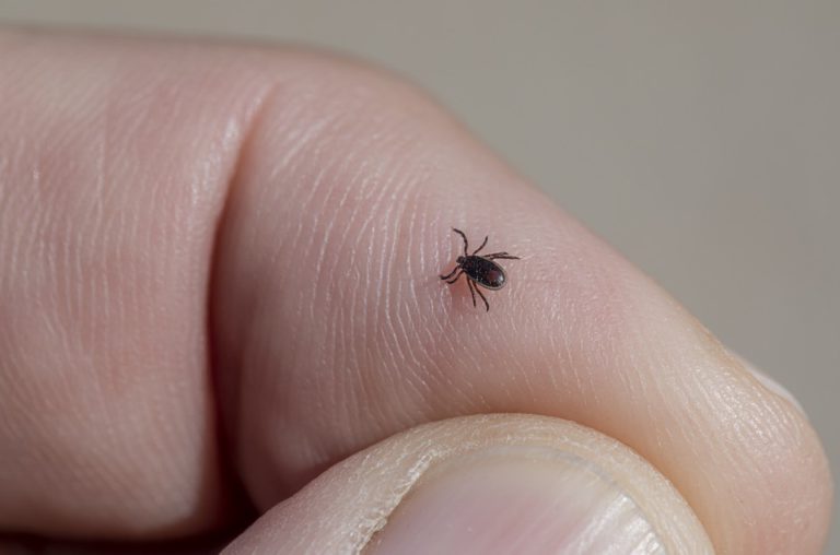 Health unit cautions against disease-carrying ticks and mosquitoes