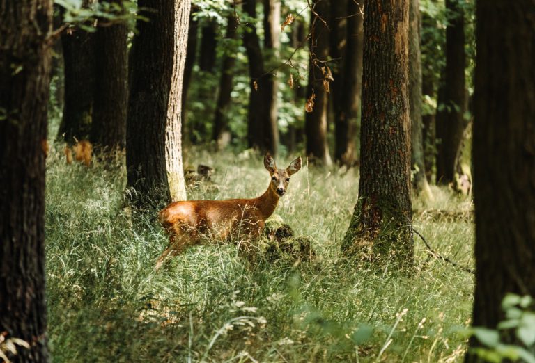 Conservation group warns against feeding animals