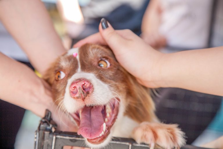Ontario SPCA brings back holiday adoption campaign