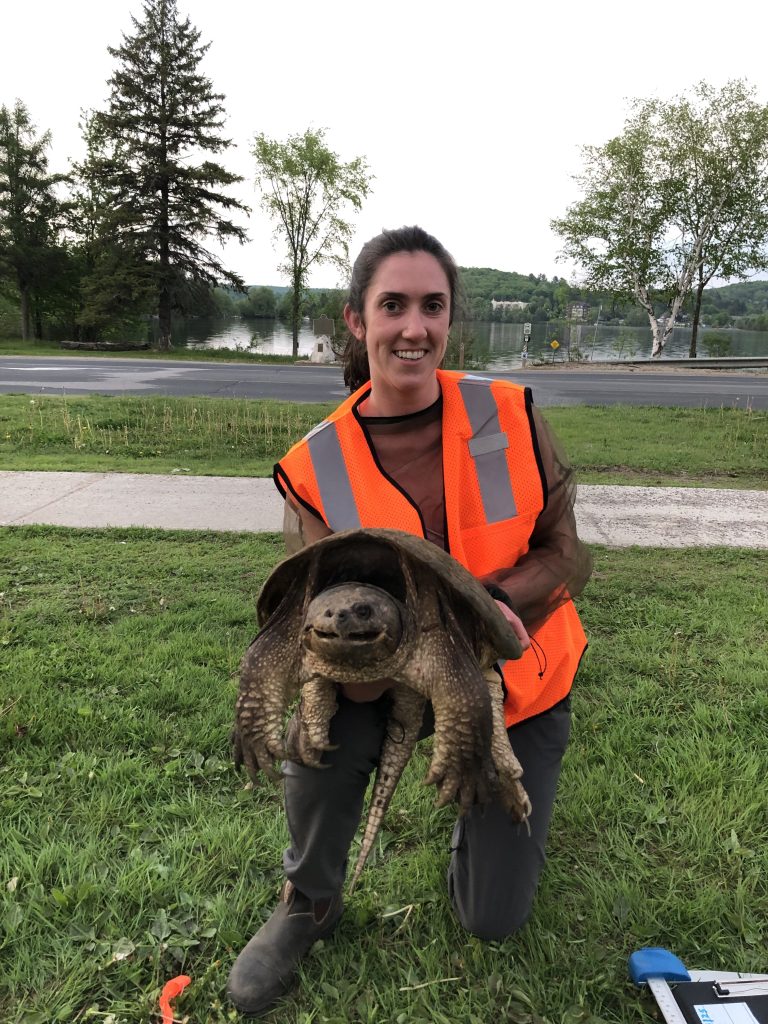 Turtle advocacy group calling on Haliburton County council to better protect century-old turtle