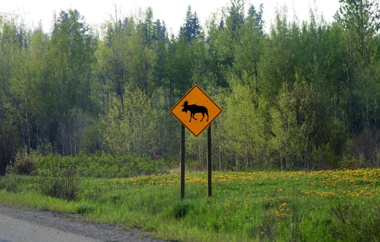 OPP urges drivers to head warning signs after moose-vehicle collision