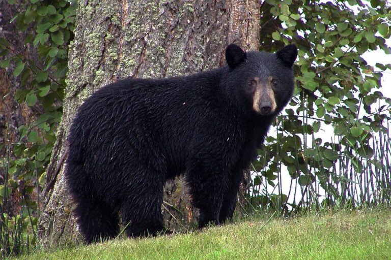 Ontario Fish and Wildlife warning hunters about bears with white ear tags