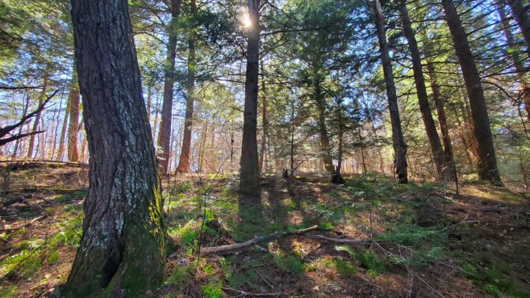 Friends of the Muskoka Watershed needs more ‘citizen scientists’ to spread ash