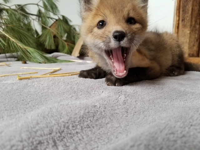 Aspen Valley Wildlife Sanctuary expanding to house more small animals