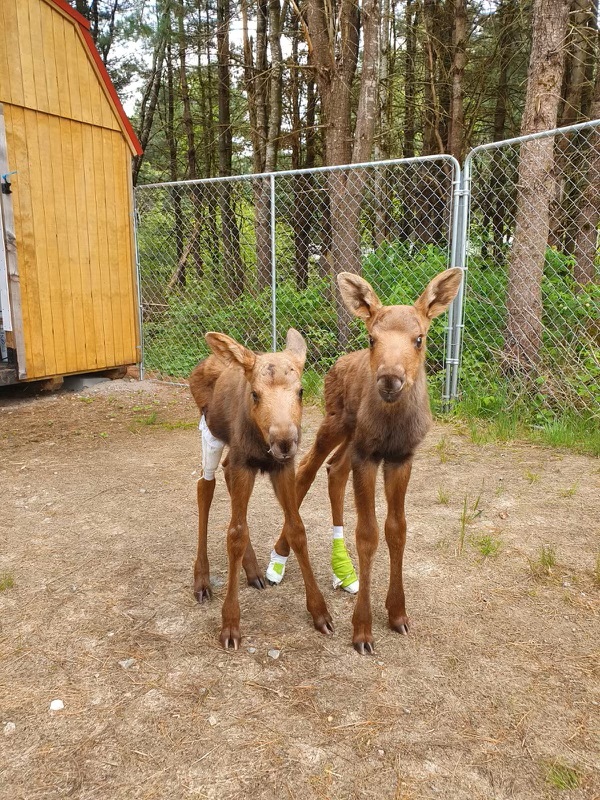 Aspen Valley Wildlife Sanctuary asks drivers to take it slow this summer