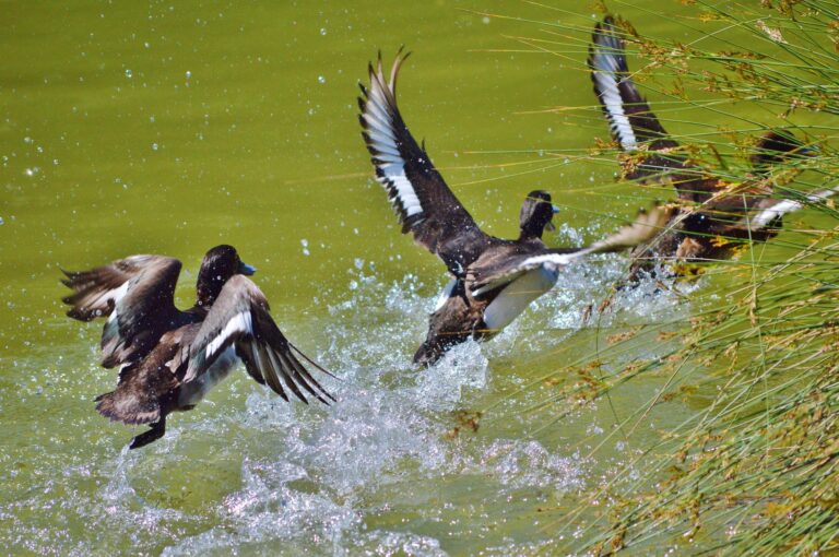 Migratory Game Bird Hunting Permits now available for upcoming season