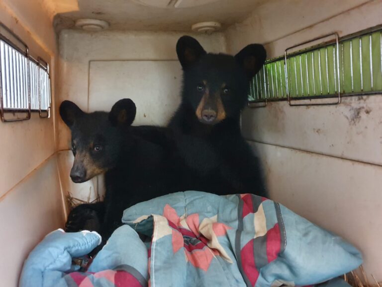Orphaned bear cubs brought to Aspen Valley Wildlife Sanctuary