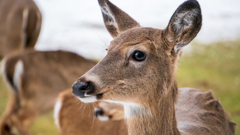 Applications open for Ontario’s 2023 antlerless deer tag draw