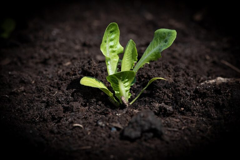 Minden community garden making steady progress