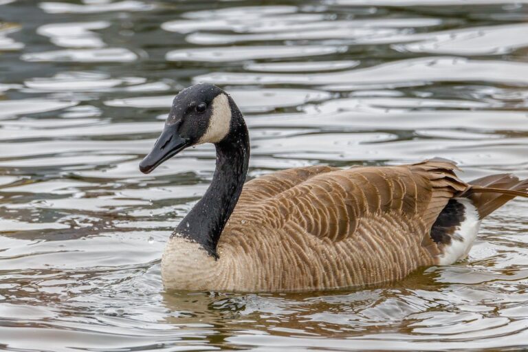 Local health unit warning of avian flu safety