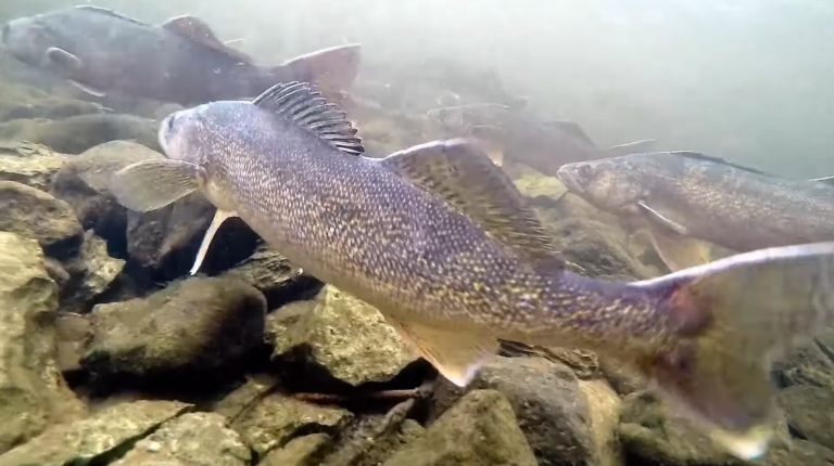 HHOA counting walleye spawns